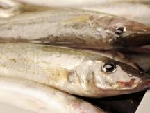 Whiting Fillets