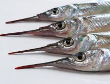 Garfish